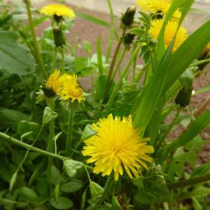 Photographie n°343036 du taxon Taraxacum F.H.Wigg. [1780]