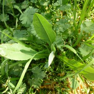 Photographie n°343059 du taxon Lactuca serriola L. [1756]