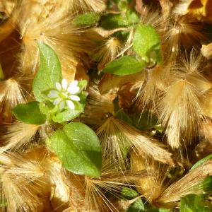 Photographie n°343062 du taxon Stellaria media (L.) Vill. [1789]