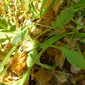 Photographie n°343072 du taxon Papaver rhoeas L. [1753]