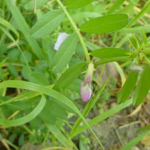 Photographie n°343073 du taxon Vicia sativa L. [1753]