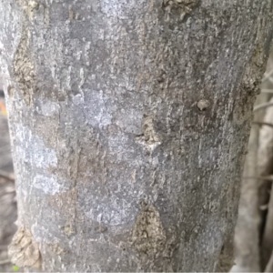 Photographie n°343161 du taxon Punica granatum L. [1753]