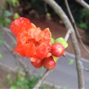 Photographie n°343163 du taxon Punica granatum L. [1753]