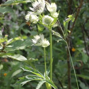 Photographie n°343192 du taxon Astrantia major L.