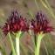  Marie  Portas - Nigritella nigra subsp. rhellicani (Teppner & E.Klein) H.Baumann, Künkele & R.Lorenz [2004]