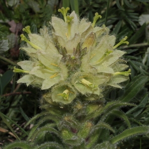 Photographie n°343246 du taxon Campanula thyrsoides L.