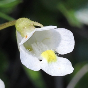 Photographie n°343252 du taxon Pinguicula alpina L. [1753]