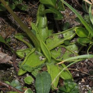 Photographie n°343254 du taxon Pinguicula alpina L. [1753]