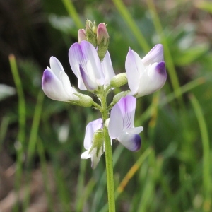 Photographie n°343258 du taxon Astragalus alpinus subsp. alpinus 