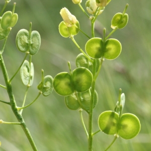  - Biscutella laevigata subsp. laevigata