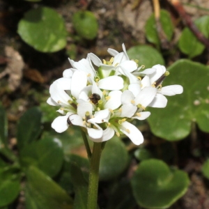 Photographie n°343271 du taxon Arabis soyeri Reut. & A.L.P.Huet