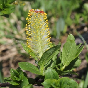 Photographie n°343284 du taxon Salix myrsinifolia Salisb. [1796]