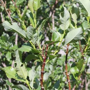 Photographie n°343286 du taxon Salix myrsinifolia Salisb. [1796]