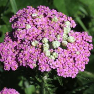 Photographie n°343292 du taxon Achillea distans subsp. tanacetifolia (All.) Janch.