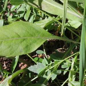 Photographie n°343298 du taxon Arabis brassica (Leers) Rauschert