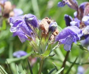 Marie  Portas, le  7 juillet 2015 (Pralognan-la-Vanoise)