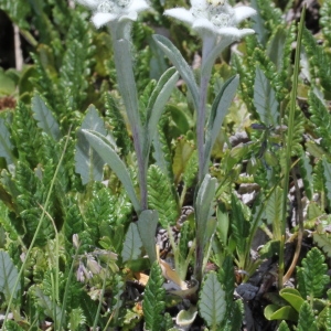 Photographie n°343314 du taxon Leontopodium nivale subsp. alpinum (Cass.) Greuter [2003]