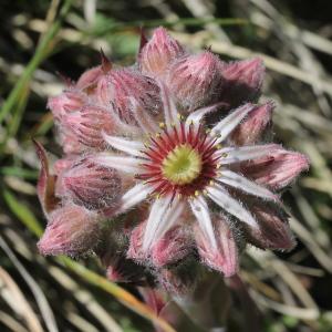 Photographie n°343316 du taxon Sempervivum tectorum L.