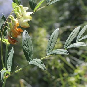 Photographie n°343321 du taxon Lathyrus occidentalis (Fisch. & C.A.Mey.) Fritsch