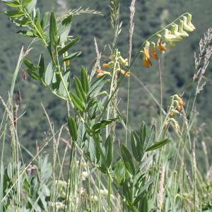 Photographie n°343324 du taxon Lathyrus occidentalis (Fisch. & C.A.Mey.) Fritsch