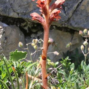 Photographie n°343326 du taxon Orobanche teucrii Holandre [1829]