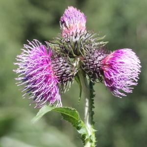 Photographie n°343337 du taxon Carduus personata (L.) Jacq. [1776]