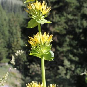 Photographie n°343349 du taxon Gentiana lutea L.