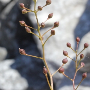 Photographie n°343350 du taxon Kernera saxatilis (L.) Sweet