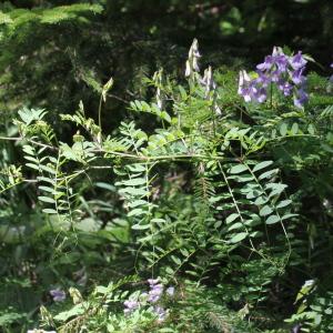 Photographie n°343352 du taxon Vicia sylvatica L. [1753]