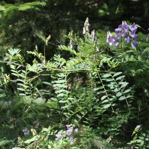 Photographie n°343352 du taxon Vicia sylvatica L.