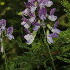 Photographie n°343354 du taxon Vicia sylvatica L.