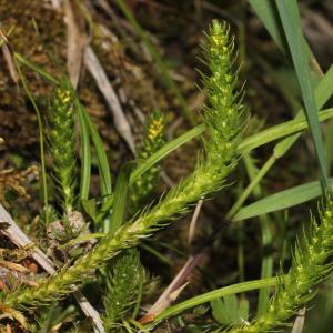 Photographie n°343358 du taxon Selaginella selaginoides (L.) P.Beauv. ex Schrank & Mart. [1829]