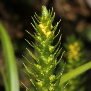 Photographie n°343359 du taxon Selaginella selaginoides (L.) P.Beauv. ex Schrank & Mart. [1829]