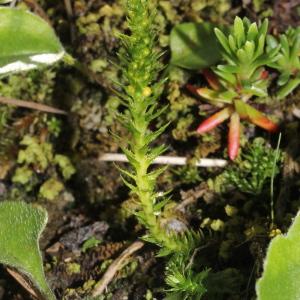 Photographie n°343361 du taxon Selaginella selaginoides (L.) P.Beauv. ex Schrank & Mart.