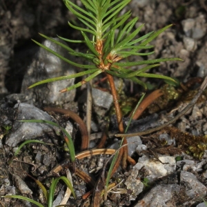 Photographie n°343362 du taxon Picea abies (L.) H.Karst. [1881]