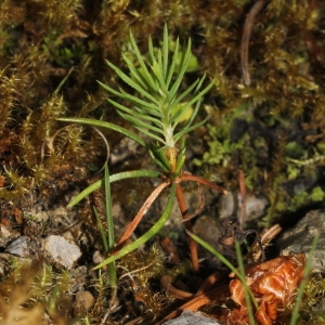 Photographie n°343365 du taxon Picea abies (L.) H.Karst. [1881]