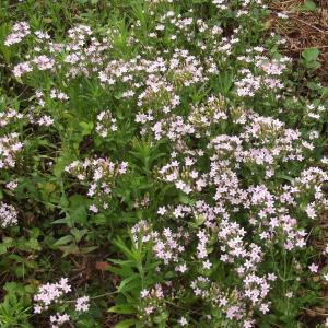 Photographie n°343390 du taxon Centaurium erythraea subsp. erythraea