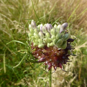 Photographie n°343398 du taxon Allium vineale L. [1753]