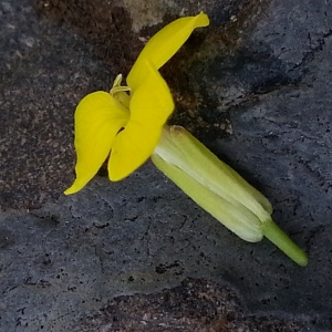 Photographie n°343449 du taxon Erysimum sylvestre var. pyrenaicum