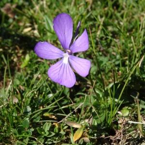 Photographie n°343495 du taxon Viola cornuta L. [1763]