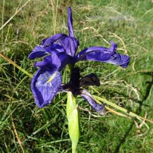 Photographie n°343500 du taxon Iris latifolia (Mill.) Voss [1895]