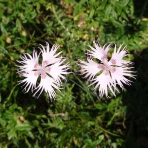 Photographie n°343545 du taxon Dianthus hyssopifolius L.