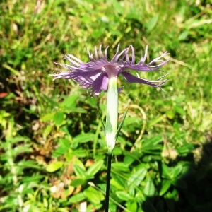 Photographie n°343546 du taxon Dianthus hyssopifolius L.