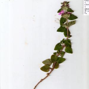 Photographie n°343568 du taxon Clinopodium vulgare L.
