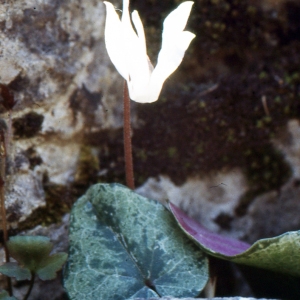 Photographie n°343575 du taxon Cyclamen balearicum Willk. [1875]