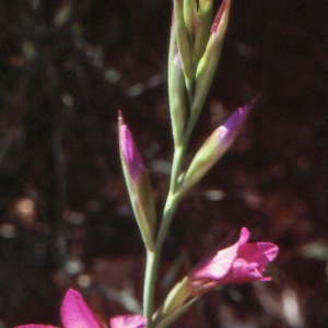 Photographie n°343576 du taxon Gladiolus illyricus W.D.J.Koch [1838]