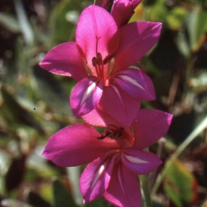 Photographie n°343578 du taxon Gladiolus illyricus W.D.J.Koch [1838]