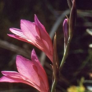 Gladiolus illyricus W.D.J.Koch