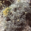  Liliane Roubaudi - Helichrysum ambiguum (Pers.) C.Presl [1826]