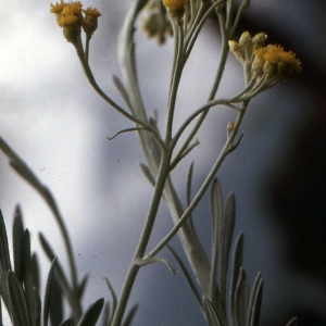  - Helichrysum ambiguum (Pers.) C.Presl [1826]